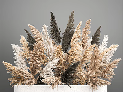 Decorative Potted Dried Pampas Grass With Feathery Plumes In Beige Brown And Dark Gray Tones 3d model