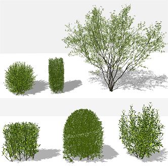 modern plant shrub landscape tree dwarf tree 3d model