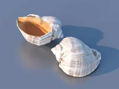 White Striped Seashells With Open Orange Interior As Home Decor Items 3d model