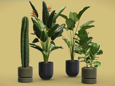 Different Potted Plants With Cactus Green Leaf And Orange Flower In Stylish Pots Yellow Background 3d model
