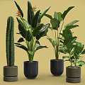 Different Potted Plants With Cactus Green Leaf And Orange Flower In Stylish Pots Yellow Background