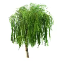 Diverse Trees with Weeping Branches Lush Green Leaves and Various Shapes