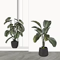 Large Leaf Tropical Potted Plants in Gray Pots for Modern Home Decor