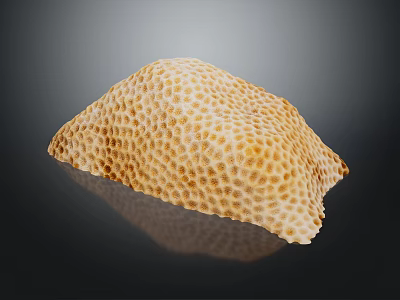 Yellow Marine Sponge Animal With Honeycomb Texture And Reflection On Black Background 3d model