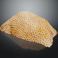 Yellow Marine Sponge Animal With Honeycomb Texture And Reflection On Black Background