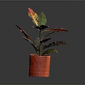 Vibrant Variegated Leaf Houseplant In Red Textured Pot On Gray Background