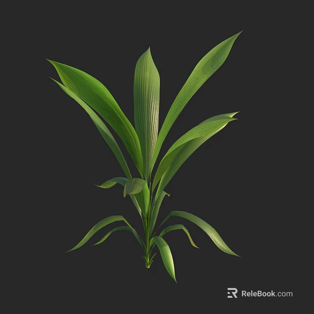 Lush Green Plant With Multiple Large Leaves And Elegant Form Against Black Background 3d model 