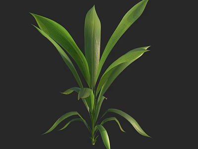 Lush Green Plant With Multiple Large Leaves And Elegant Form Against Black Background 3d model