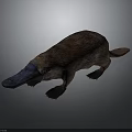 Realistic Platypus With Brown Fur Duck Like Bill Long Tail Black Limbs And Lying Posture