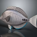 Gray Striped Tropical Fish With Black Spots And Blue Edged Fins On Dark Surface