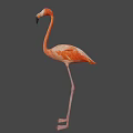 Full Body View Of Pink Flamingo Standing On Long Legs With Neutral Gray Background