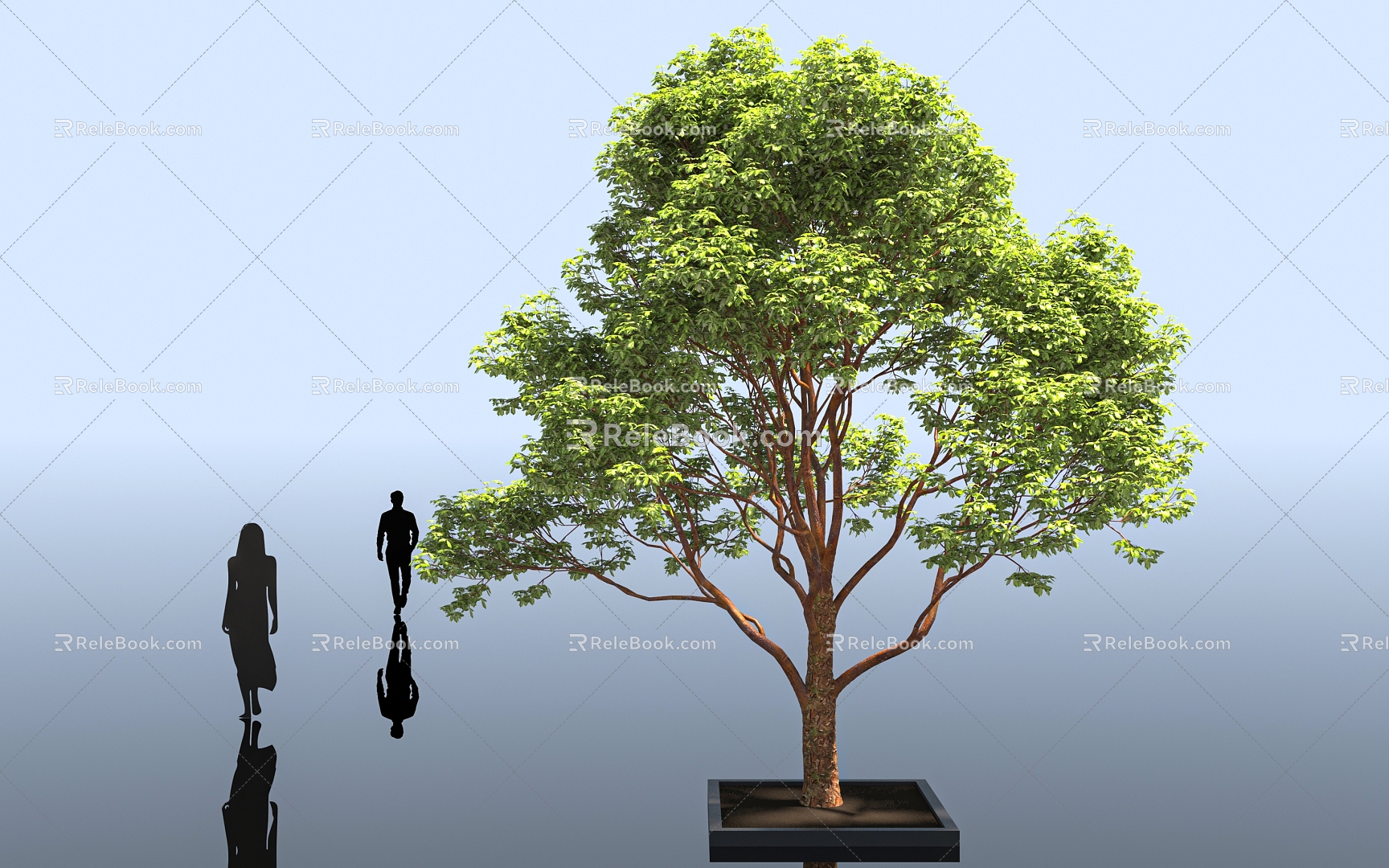 Maple Maple White Bark Maple White Bark Maple Forest Trees Big Trees Street Trees Landscape Plants City Park Garden Ring Art Ornaments 3d model