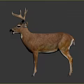 Deer with Large Antlers Brown Body and White Legs Standing on Gray Background