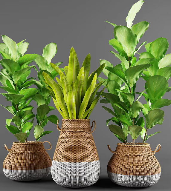 Lush Green Leafy Potted Plants In Woven Brown Pots With Various Leaf Shapes 3d model 