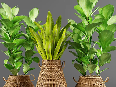 Lush Green Leafy Potted Plants In Woven Brown Pots With Various Leaf Shapes 3d model