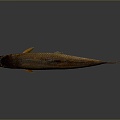 Catfish Carp Sturgeon Bass Freshwater Fish Various Carp Grass Carp Crucian Carp 3d model