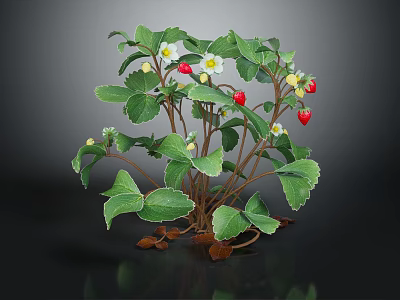 Fresh Strawberry Plant with Green Leaves White Flowers and Red Fruits 3d model