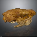 Large Ancient Animal Fossil Skull With Prehistoric Bone Structure And Scientific Significance