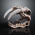 Modern skeleton saber-toothed tiger skull 3d model