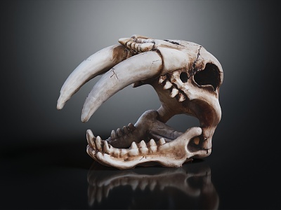 Modern skeleton saber-toothed tiger skull 3d model