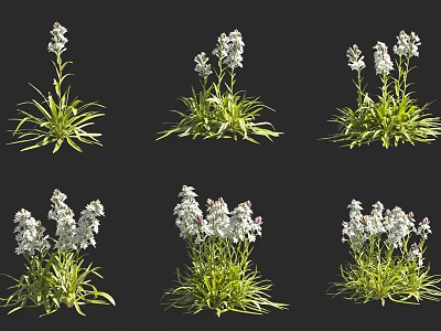 White Flower Blooms With Lush Green Leaves In Different Arrangements And Natural Clusters 3d model