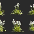 White Flower Blooms With Lush Green Leaves In Different Arrangements And Natural Clusters