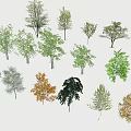 Various Types of Arbor Trees with Seasonal Foliage Colors and Natural Shapes
