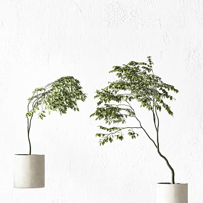 Elegant Modern Indoor Bonsai Plant With Lush Green Leaves In Decorative Pot 3d model