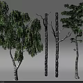Different Types of Arbor Trees Featuring Trunks Branches and Green Foliage
