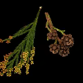 Green Leafy Plant Branches With Orange Yellow Flowers And Dark Brown Cones