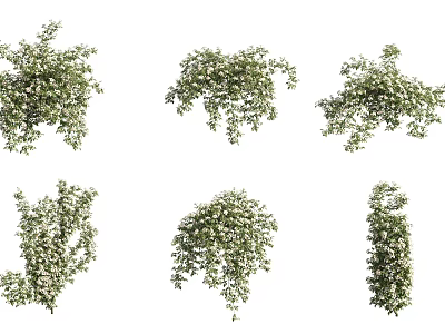 Beautiful Green Plants with Small White Flowers in Various Natural Forms 3d model