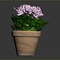 Blooming Purple and White Chrysanthemum Plant With Green Leaves In Terracotta Pot
