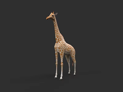 Tall Spotted Giraffe Standing With Long Neck And Legs In Wildlife View 3d model