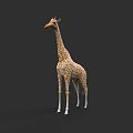 Tall Spotted Giraffe Standing With Long Neck And Legs In Wildlife View