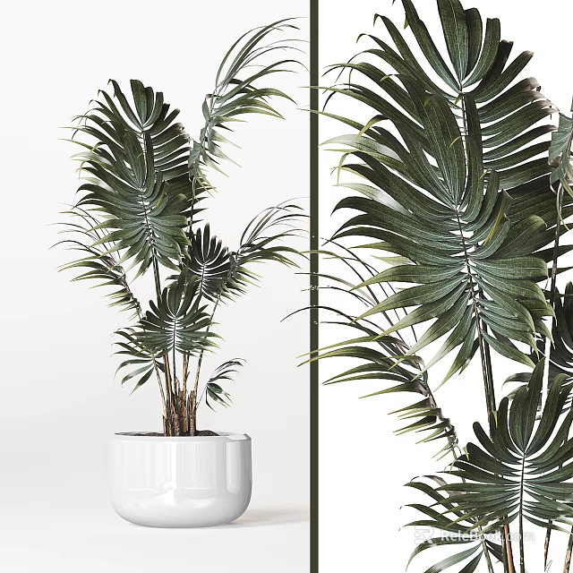 Large Leaf Palm Potted Plant in White Ceramic Pot for Indoor Home Decor 3d model 