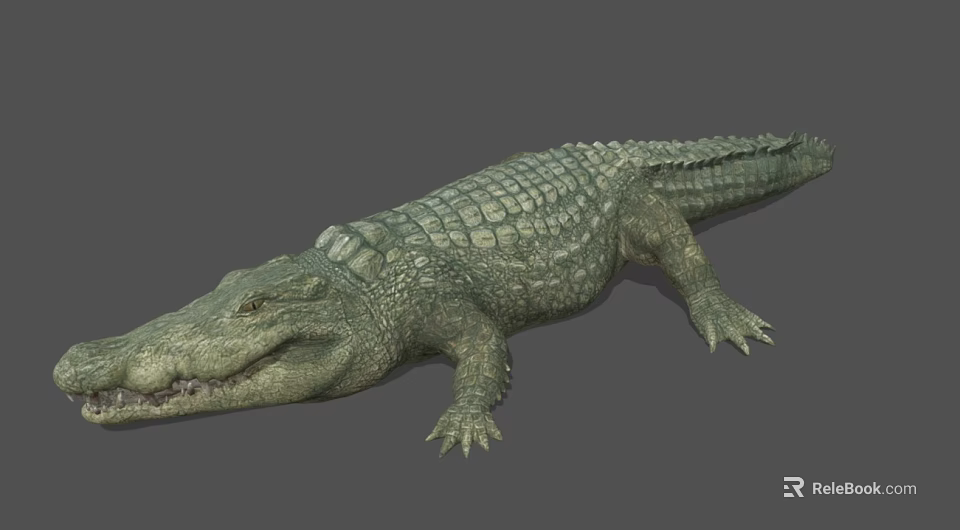 Realistic 3D Rendered Crocodile Aquatic Animal With Green Scales And Open Mouth 3d model 