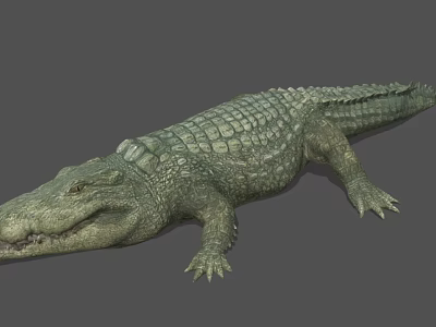 Realistic 3D Rendered Crocodile Aquatic Animal With Green Scales And Open Mouth 3d model