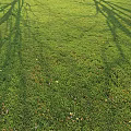 Lush Green Grass Lawn With Sunlit Shadows And Scattered Fallen Leaves