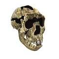 Medical Device Anatomical Skull Model For Medical Education And Research Purposes