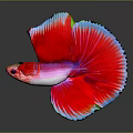 Vibrant Red Halfmoon Betta Fish with Pink Body and Blue Edged Fins on Dark Background