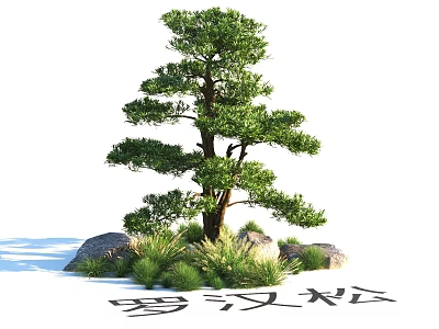 Garden Landscape Featuring Podocarpus Tree With Rocks And Green Foliage 3d model