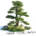 Garden Landscape Featuring Podocarpus Tree With Rocks And Green Foliage