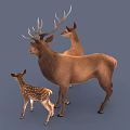 Family of Brown Deer With Adult Male Female and Spotted Baby Fawn on Gray Background