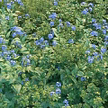 Lush Shrubs With Vibrant Blue Flowers And Green Leaves In Garden Landscape