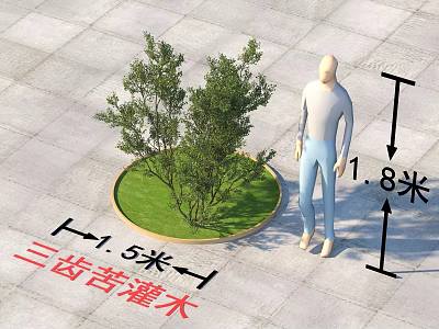 San Chi Ku Shrub with 1.5 Meters Diameter and 1.8 Meters Height 3d model