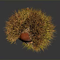 Fresh Chestnut With Spiky Golden Brown Shell On Dark Background