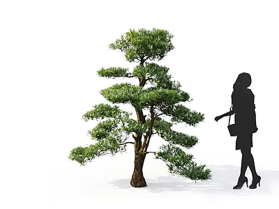 Graceful Arbor with Lush Green Pine Foliage and Spreading Branches Next to Standing Female Silhouette 3d model