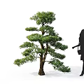 Graceful Arbor with Lush Green Pine Foliage and Spreading Branches Next to Standing Female Silhouette