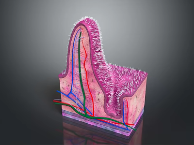 Medical Device Anatomical Model Showing 3D Human Tissue Cross Section with Vessels Nerves 3d model