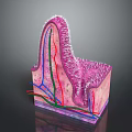 Medical Device Anatomical Model Showing 3D Human Tissue Cross Section with Vessels Nerves